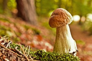 Grzybiarzem być – czyli jak zbierać tylko jadalne grzyby