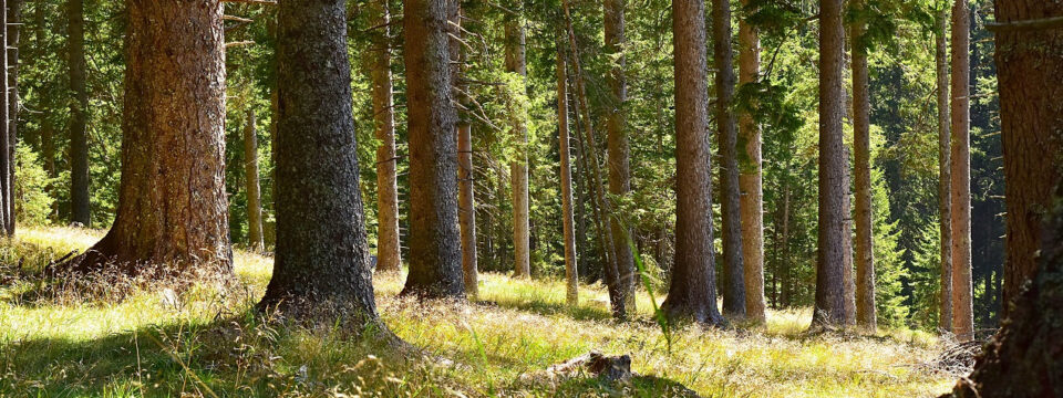 Jakie są zalety iglastych drzew ozdobnych?
