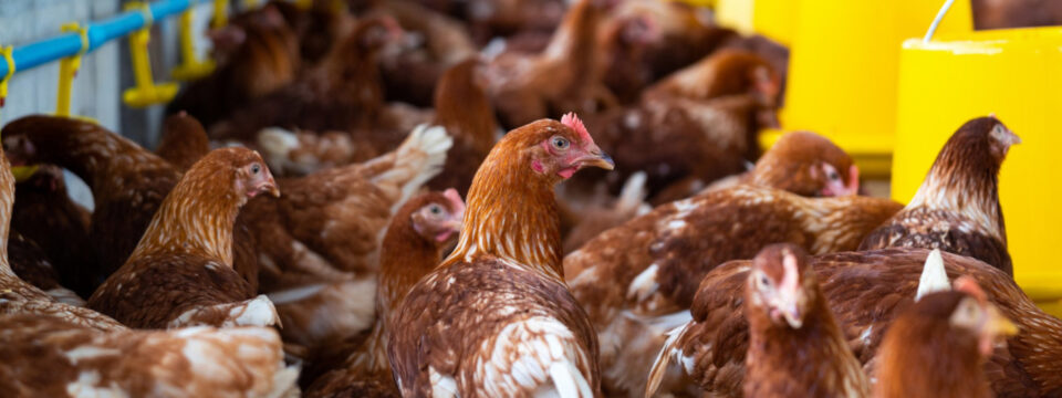 Produkty uboczne w hodowli drobiu: Odkrywając tajemnice efektywnego zarządzania odpadami